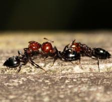 ¿Destruyó una plaga de hormigas asesinas "Cheles el viejo"?